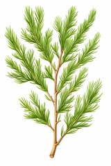 Fototapeta premium Illustrated larch branch, isolated on white background