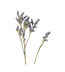 Set of small twigs of blue limonium flowers isolated on white or transparent background