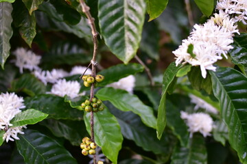 Coffee bean flowers blossom blooming on tree, White Coffee flowers blooming on the coffee plant, Honey bee on Robusta coffee blossom on tree plant with green leaf with black color in background