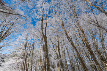 Fototapeta premium 見上げると美しい青空と霧氷 