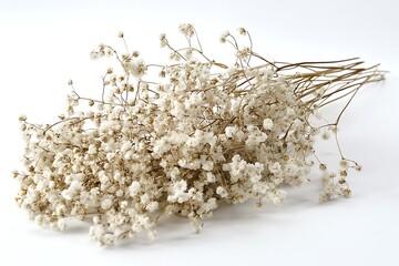 Dried Baby's Breath Flowers Bouquet on White Background