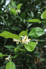 White flowers of the lime tree.