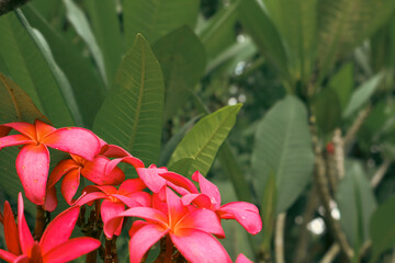 Red frangipani flower