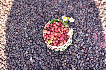 Coffee beans drying in the sun. Coffee plantations at coffee farm, Freshly harvested coffee beans in a basket on a coffee farm, Hand with fresh coffee beans harvested from the plantation