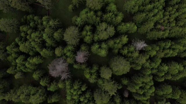 DRONE AERIAL FOOTAGE: Coniferous forest view from above. Path through the green forest and countryside. Green background nature in Dolomites, Italy, Europe. 