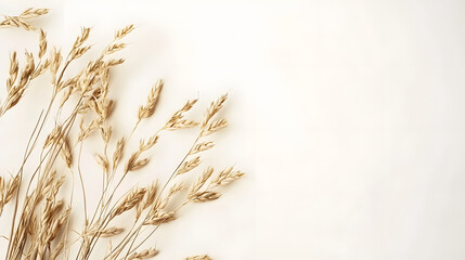 A beautiful composition of golden oat ears, gently arched and displayed on a clean, bright white background.