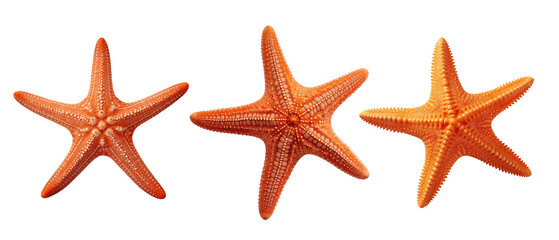 Set of Detailed Orange Starfish PNG, Oceanic Sea Creatures
