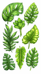 Tropical lush green leaves illustration collection