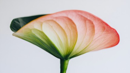 Obraz premium An image of an anthurium flower with a white background and space for text.