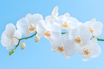 Obraz premium White orchids blooming against a blue sky