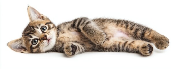 Newborn kitten with tiny and gentle idea. Cute kitten lying down on a white background.