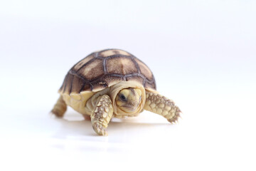 Obraz premium Cute small baby African Sulcata Tortoise in front of white background, African spurred tortoise isolated white background studio lighting,Cute animal