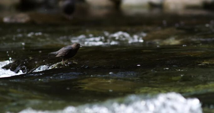 An American dipper bird dives into fast flowing river to forage for food in slow motion.