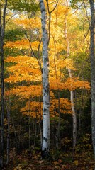 Fototapeta premium Autumn birch trees and vibrant foliage in sunlit forest
