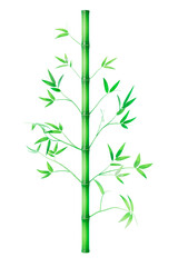 3d rendering green bamboo plant