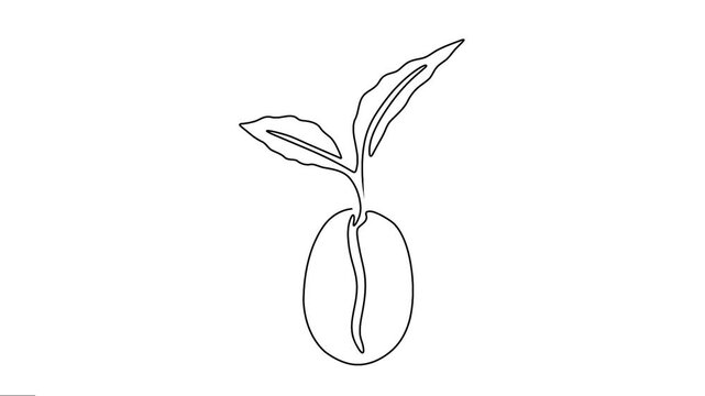 Animated coffee bean continuous leaf line drawing. 