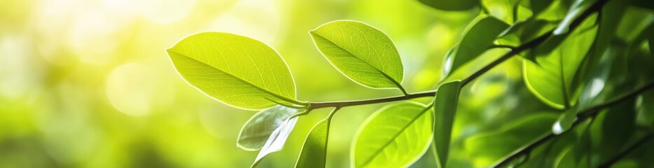 Fototapeta premium Leafy Serenity: A close-up shot of vibrant green leaves basks in the soft glow of sunlight, evoking feelings of freshness and the serene beauty of nature.