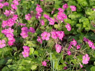 Fototapeta premium 鮮やかなハナカタバミの花