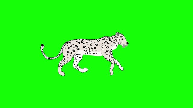 Cartoon of running snow leopard animtion in green background