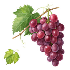 Fototapeta premium bunch of red grapes isolated on transparent background