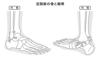 足関節の骨と靱帯　構造イラスト図　モノトーン