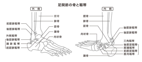 足関節の骨と靱帯　構造イラスト図　モノトーン