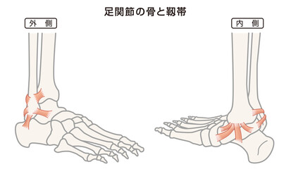 足関節の骨と靱帯　構造イラスト図