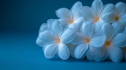 Naklejka premium Serene white blossoms softly illuminated against a deep blue background. AI Generated