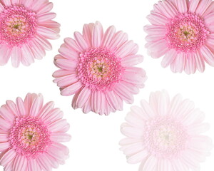 Pink gerbera, flower background on white with copy space.