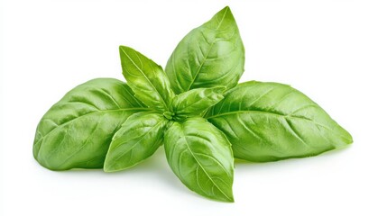 Fresh basil leaves isolated on a white background. 