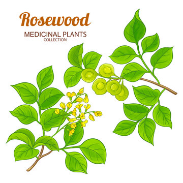 Rosewood Branch with Flowers, Seeds and Leaves Colored Detailed Illustration. Essential oil ingredient for aromatherapy, health care, alternative medicine. Vector isolated for design or decoration.