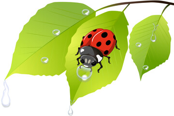 ladybug drinks water from a raindrop on a green spring leaf on a transparent background.Close-up, isolated