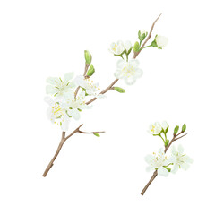 Delicate flowers on spring apple and cherry tree branches, with green leaves. Watercolor digital illustration. White buds, flowering Japanese tree isolated on white background. Spring and Easter set