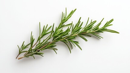 Fototapeta premium Rosemary twig and leaves, top-down view.