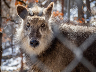 茶臼山動物のニホンカモシカ
