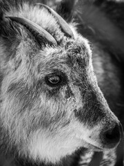 Fototapeta premium 茶臼山動物のニホンカモシカ