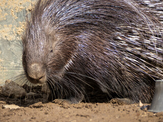 茶臼山動物のヤマアラシ
