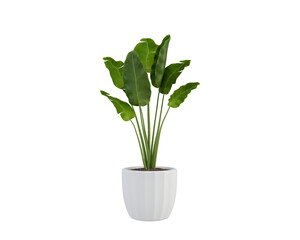 green plant in a pot isolated