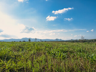 Trees, green fields in the countryside, daytime