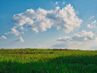 Trees, green fields in the countryside, daytime