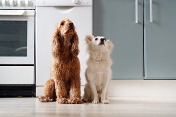 Two dogs sitting in the kitchen waiting for food