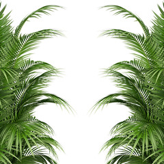palm leaves isolated on white background
