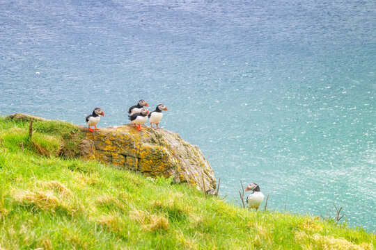Puffins nesting on the remote and abandoned island of Mingulay in Scotland's Western Isles