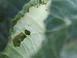 Worms are eating cabbage leaves. Vegetables are not sprayed with pesticides.