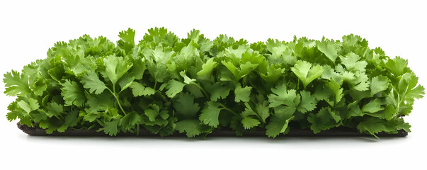 Obraz premium Fresh cilantro bunch, white background, food