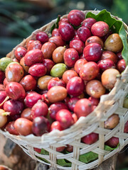 Harvesting raw coffee beans in woven bamboo baskets