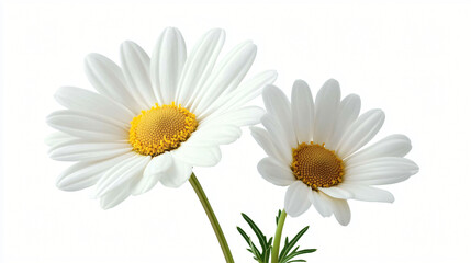 Obraz premium Vibrant daisies on a white background, perfect for spring-themed designs, floral invitations, and peaceful moments. Ideal for Mother's Day or wedding decor.