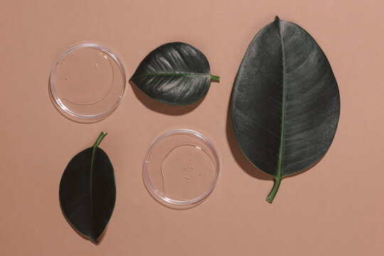 Ficus leaves and petri dishes with liquid on a brown background