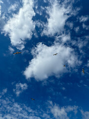 blue sky with white clouds where birds, seagulls are flying. birds are located at different levels, the photo conveys a feeling of freedom, harmony and peace.copy space. High quality photo