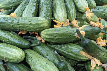 Fresh cucumbers with dry yellow flowers